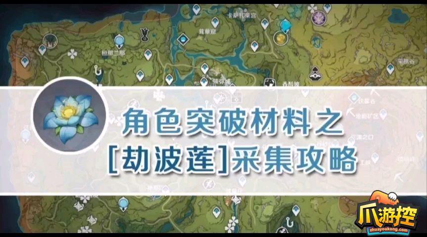 原神劫波莲怎么采集